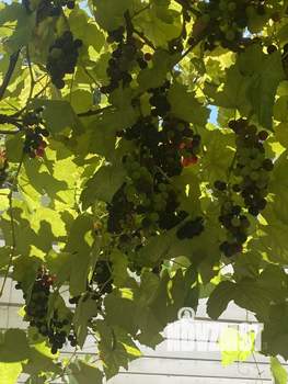 Дом 52м², 2-этажный, посуточно,