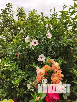 Дом 33м², 1-этажный, посуточно,