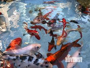 Коттедж 600м², 3-этажный, на длительный срок,