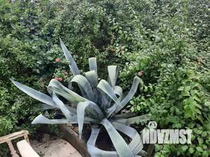 Дом 50м², 3-этажный, посуточно,