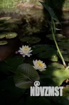 Дом 16м², 1-этажный, посуточно,