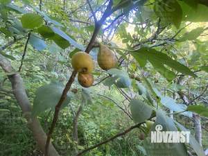 Дом 80м², 2-этажный, участок 6 сот.