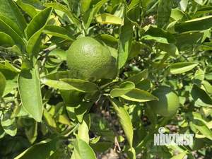 Дом 200м², 3-этажный, участок 4 сот.