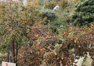 Дом 244м², 2-этажный, участок 4 сот.