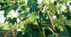 Дом 196м², 2-этажный, участок 6 сот.