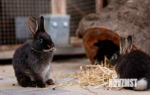 Дом 62м², 2-этажный, участок 50 сот.