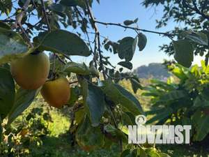 Дом 86м², 1-этажный, участок 6 сот.