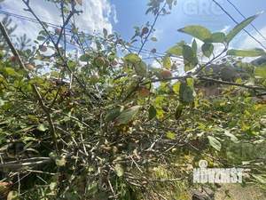 Дом 83м², 2-этажный, участок 5 сот.