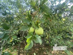 Дом 83м², 2-этажный, участок 5 сот.