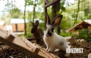 Дом 55м², 2-этажный, участок 50 сот.