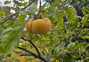 Дом 90м², 3-этажный, участок 6 сот.