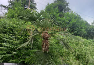 Дом 50м², 1-этажный, участок 5 сот.