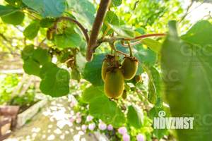 Дом 95м², 3-этажный, участок 2 сот.