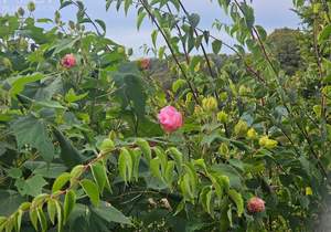 Дом 145м², 2-этажный, участок 12 сот.