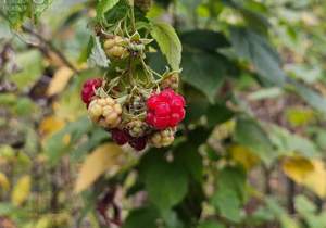 Дом 90м², 3-этажный, участок 6 сот.