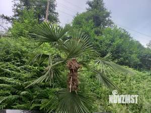 Дом 50м², 2-этажный, участок 11 сот.