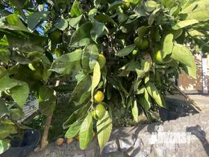 Дом 258м², 2-этажный, участок 4 сот.