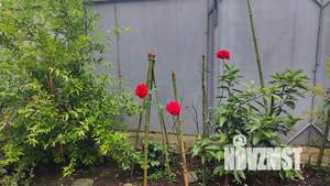 Дом 40м², 1-этажный, посуточно, 