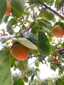 Коттедж 38м², 2-этажный, на длительный срок, 