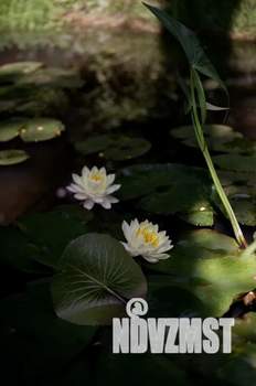 Дом 16м², 1-этажный, посуточно, 