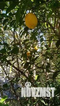 Дом 16м², 1-этажный, посуточно, 