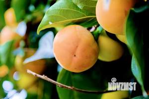 Коттедж 233м², 3-этажный, на длительный срок, 