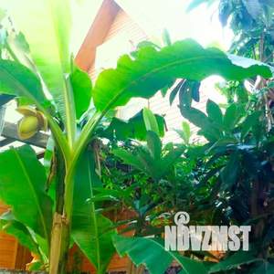 Дом 30м², 1-этажный, посуточно, 