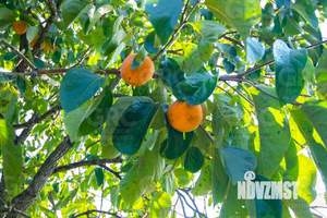 Дом 60м&sup2;, 2-этажный, участок 5 сот.  