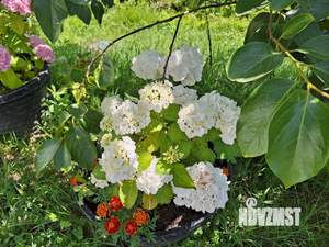 Дом 37м², 1-этажный, участок 6 сот.  