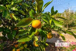 Дом 231м², 2-этажный, участок 12 сот.  