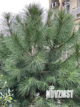 Студия квартира, посуточно, 25м2, 2/3 этаж