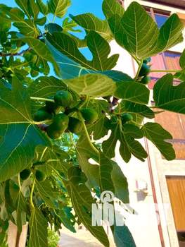 Студия квартира, посуточно, 17м2, 1/4 этаж