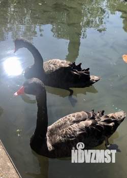 Студия квартира, на длительный срок, 30м2, 4/7 этаж