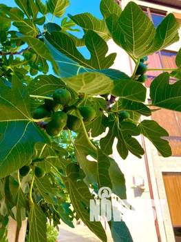 Студия квартира, посуточно, 17м2, 1/4 этаж