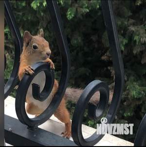 Студия квартира, на длительный срок, 20м2, 2/7 этаж