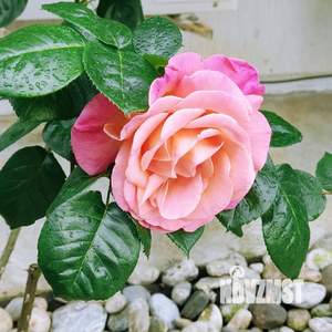 1-к квартира, на длительный срок, 30м2, 1/2 этаж