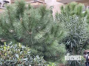 Студия квартира, посуточно, 25м2, 2/3 этаж