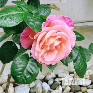 1-к квартира, на длительный срок, 30м2, 1/2 этаж