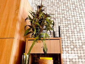 Студия квартира, вторичка, 20м2, 1/8 этаж