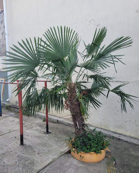 Студия квартира, вторичка, 28м2, 5/7 этаж