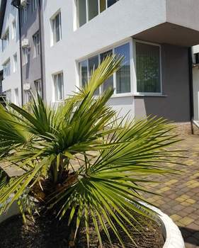 Студия квартира, вторичка, 40м2, 1/4 этаж