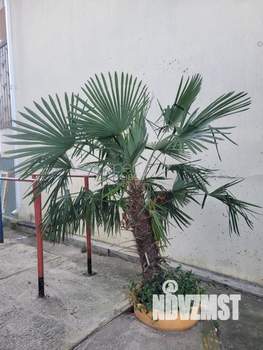 Студия квартира, вторичка, 28м2, 5/7 этаж